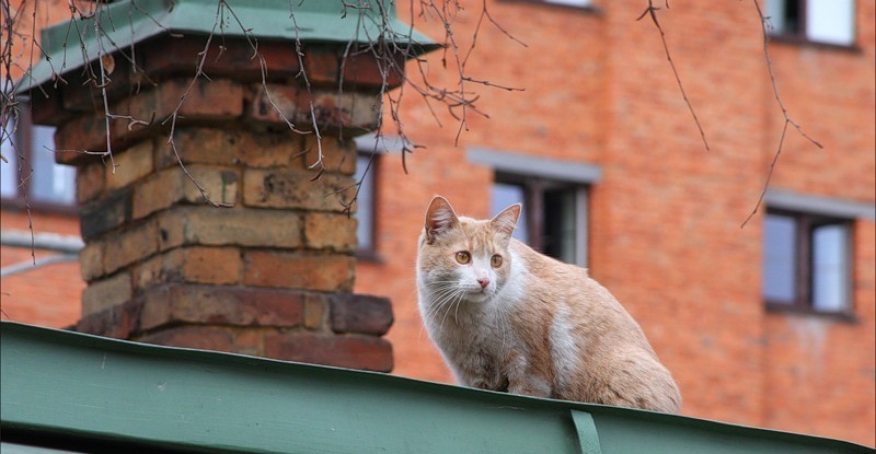 Qańǵybas mysyqtan qaýip kóp