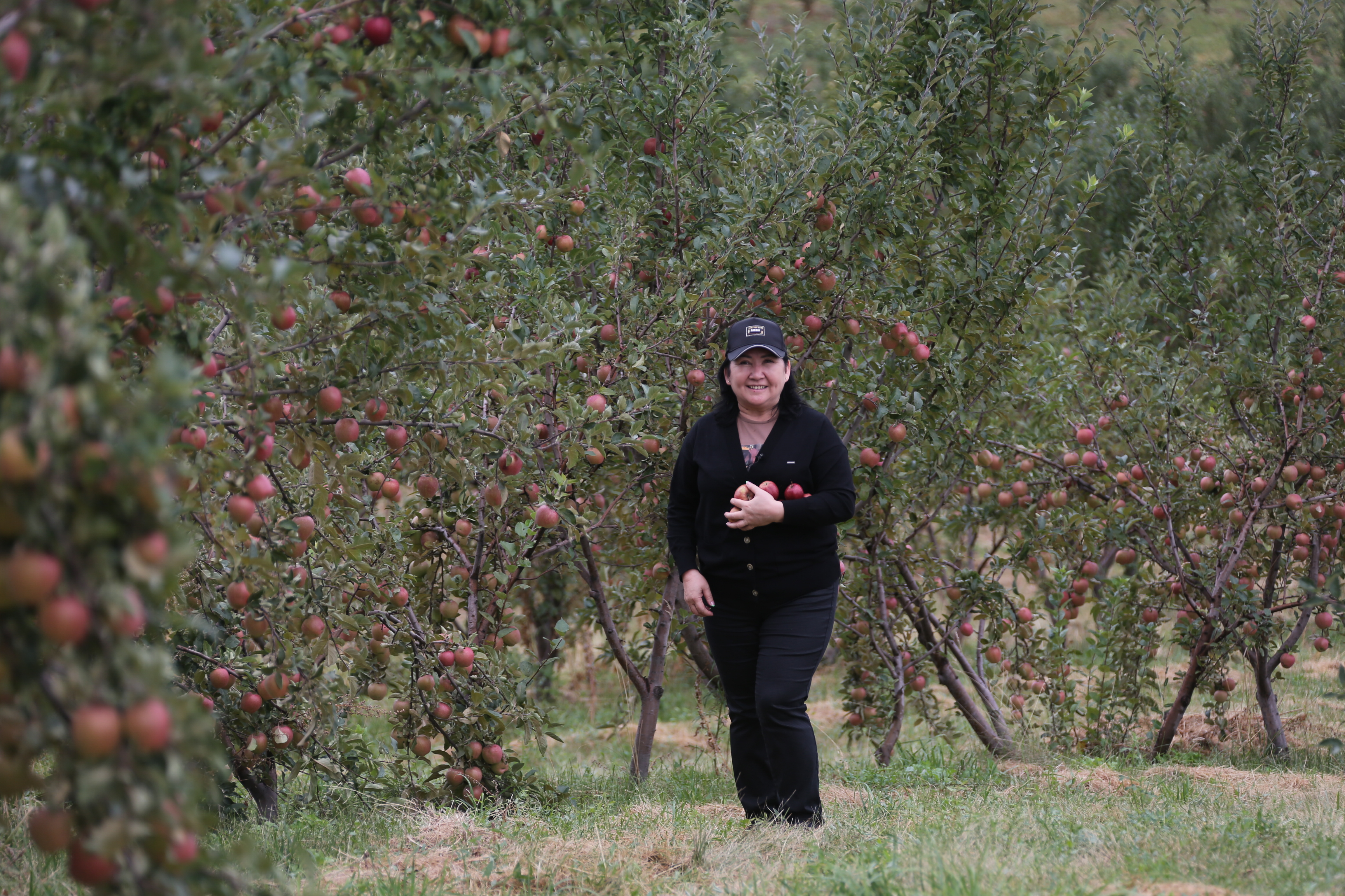 Almanyń atasy: Jetisý sıversiniń jaıy qandaı?