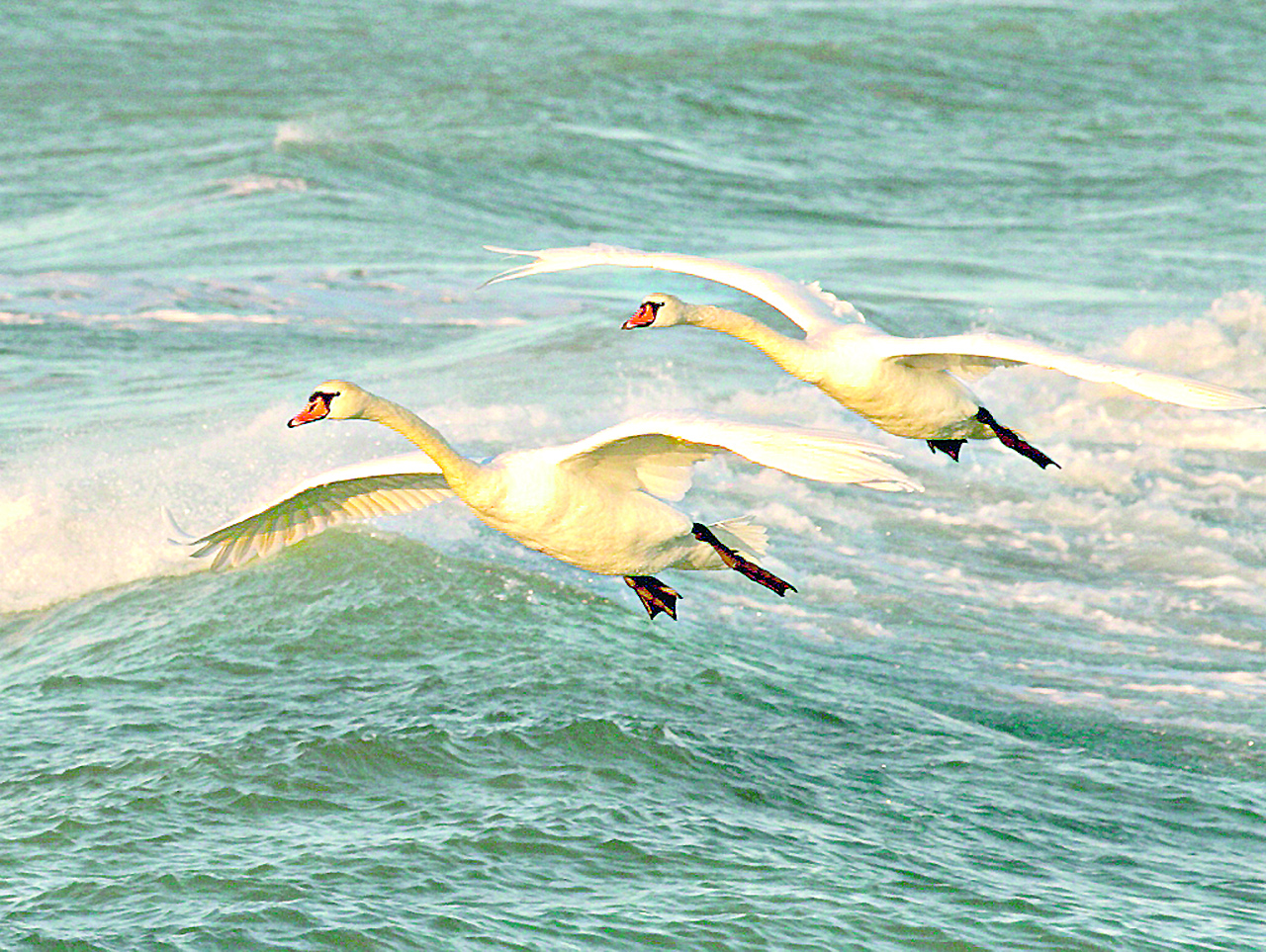 Aqqýlardy bıletken kúı