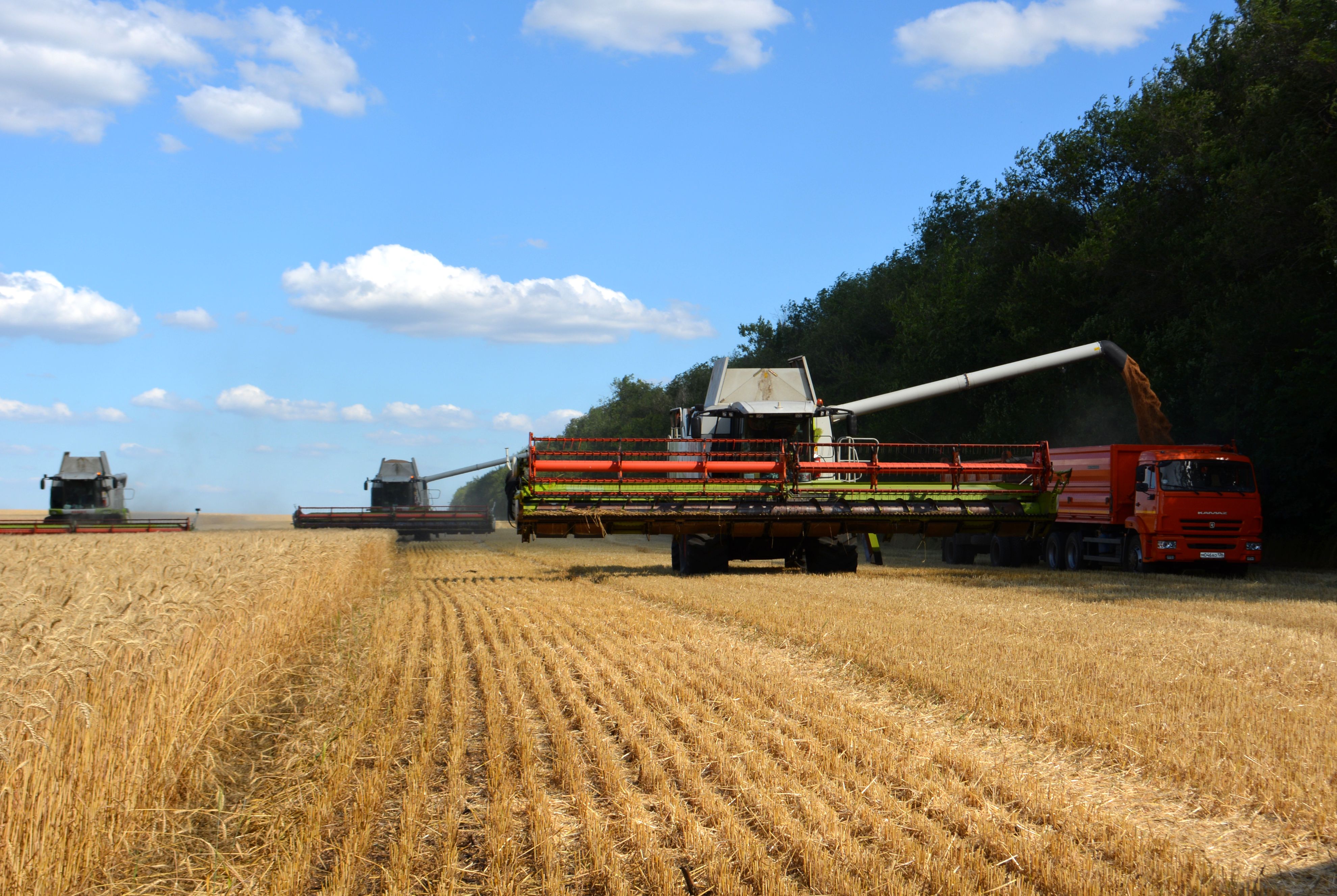 Saıyn daladaǵy sary teńiz