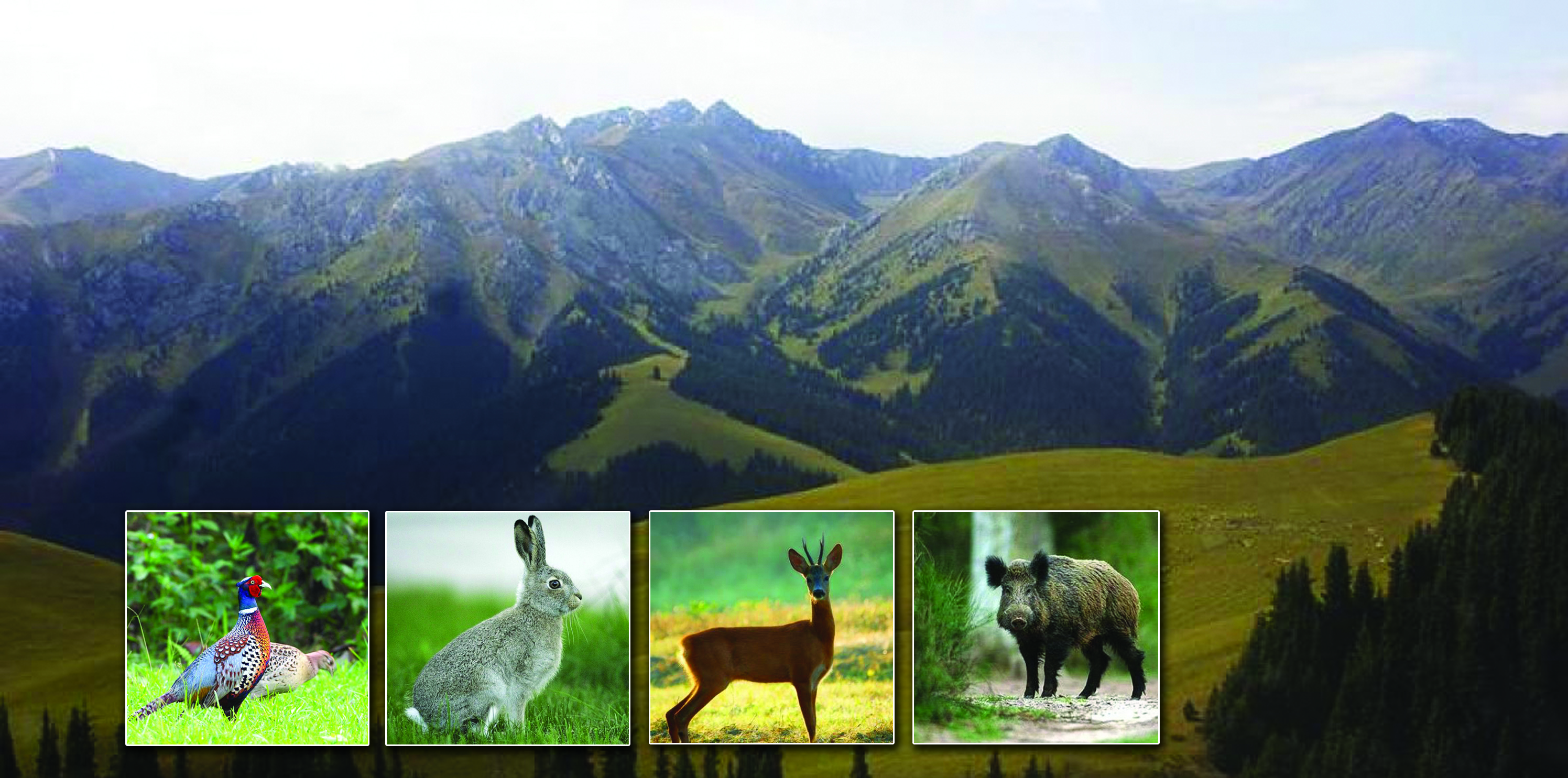 Qaýmaldar janýarlarǵa qorǵan bolady