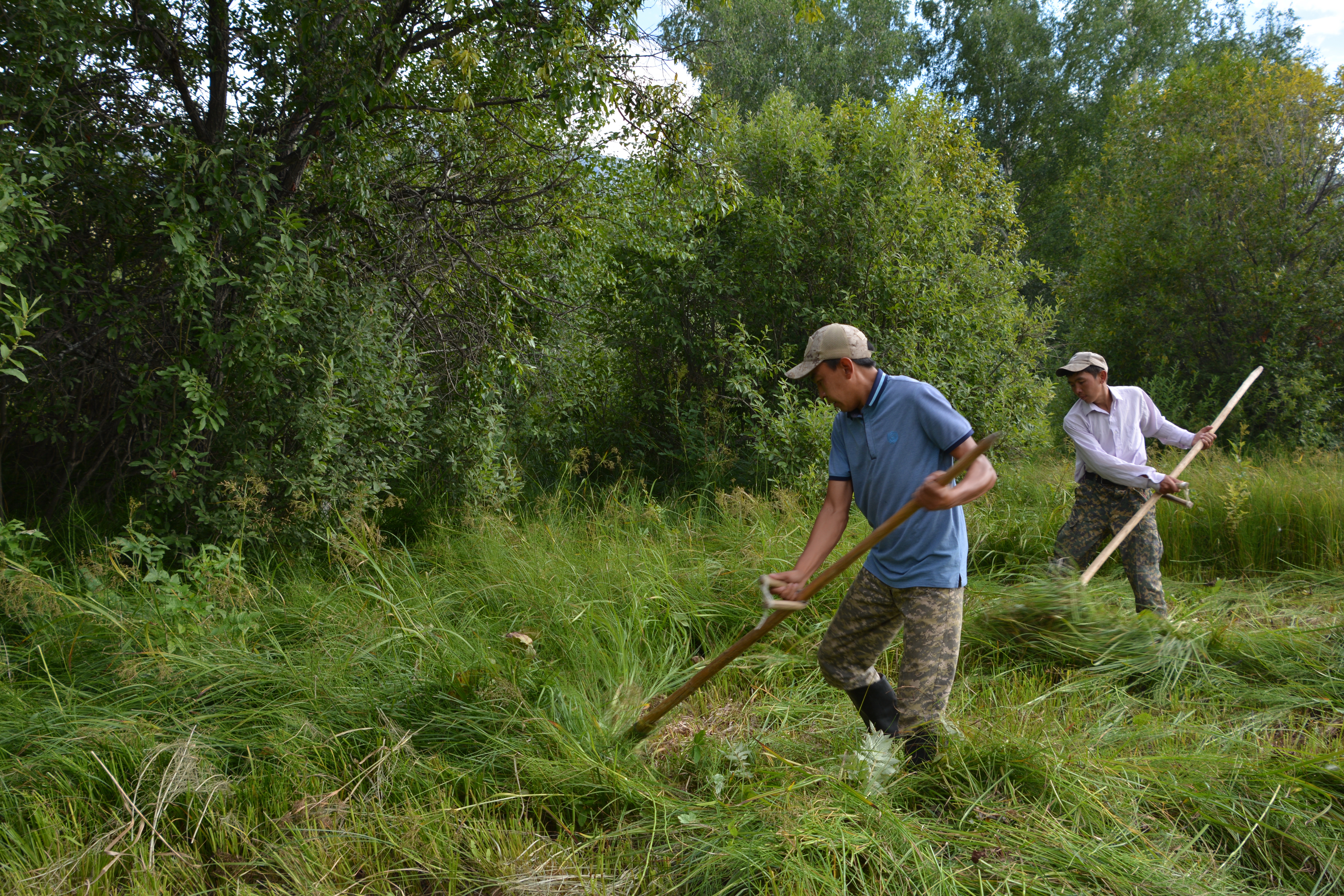 Shabyndyqta shóp seldir