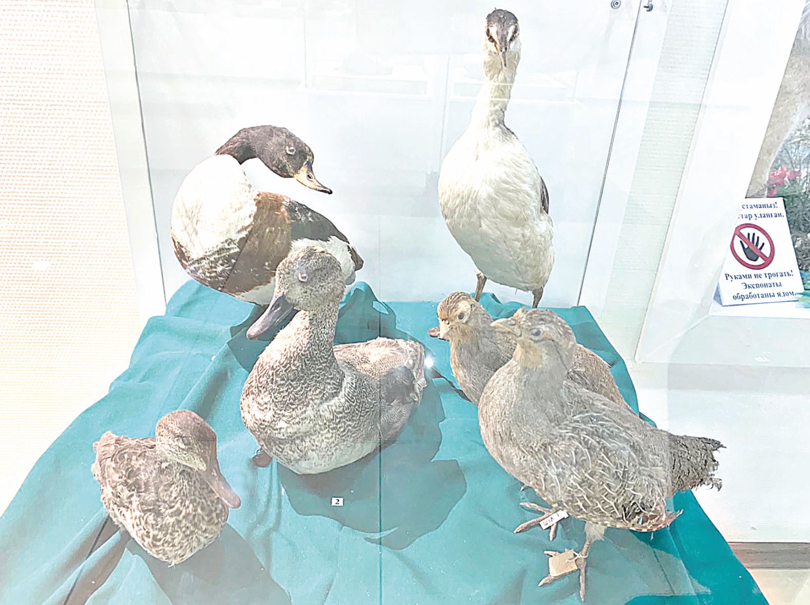 Baqsha baptap, qus ósir