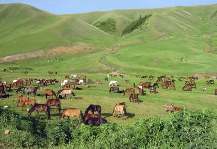 Jurttyń janaıqaıy – jaıylym jaıy