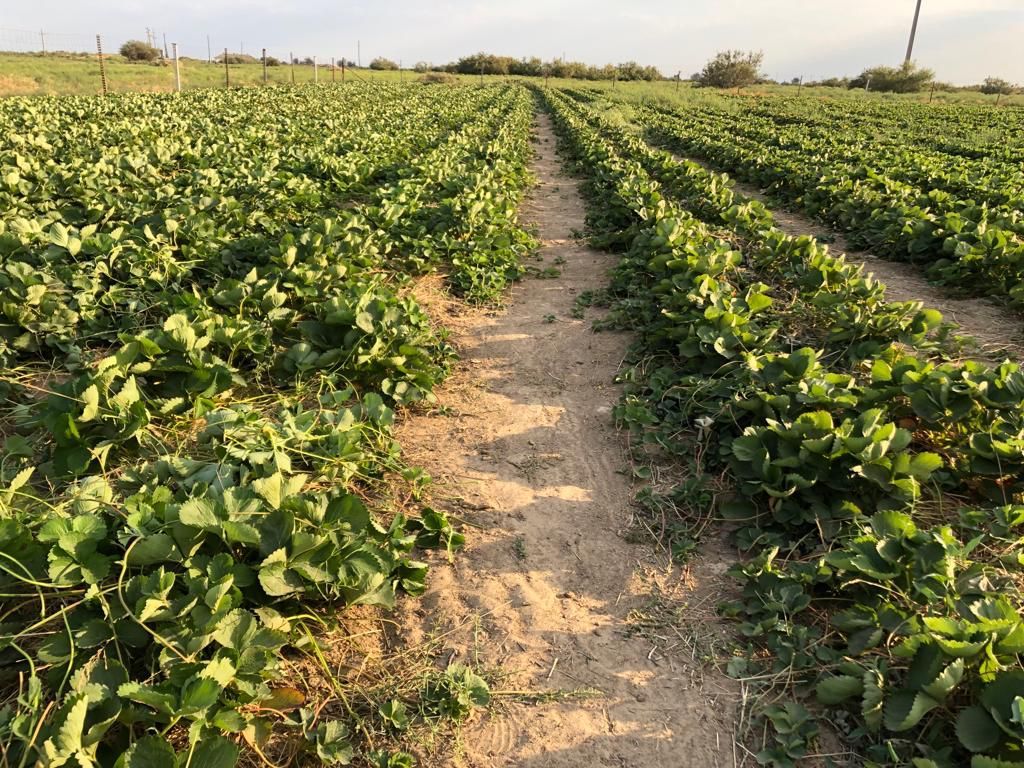 Munaıshynyń qulpynaıy