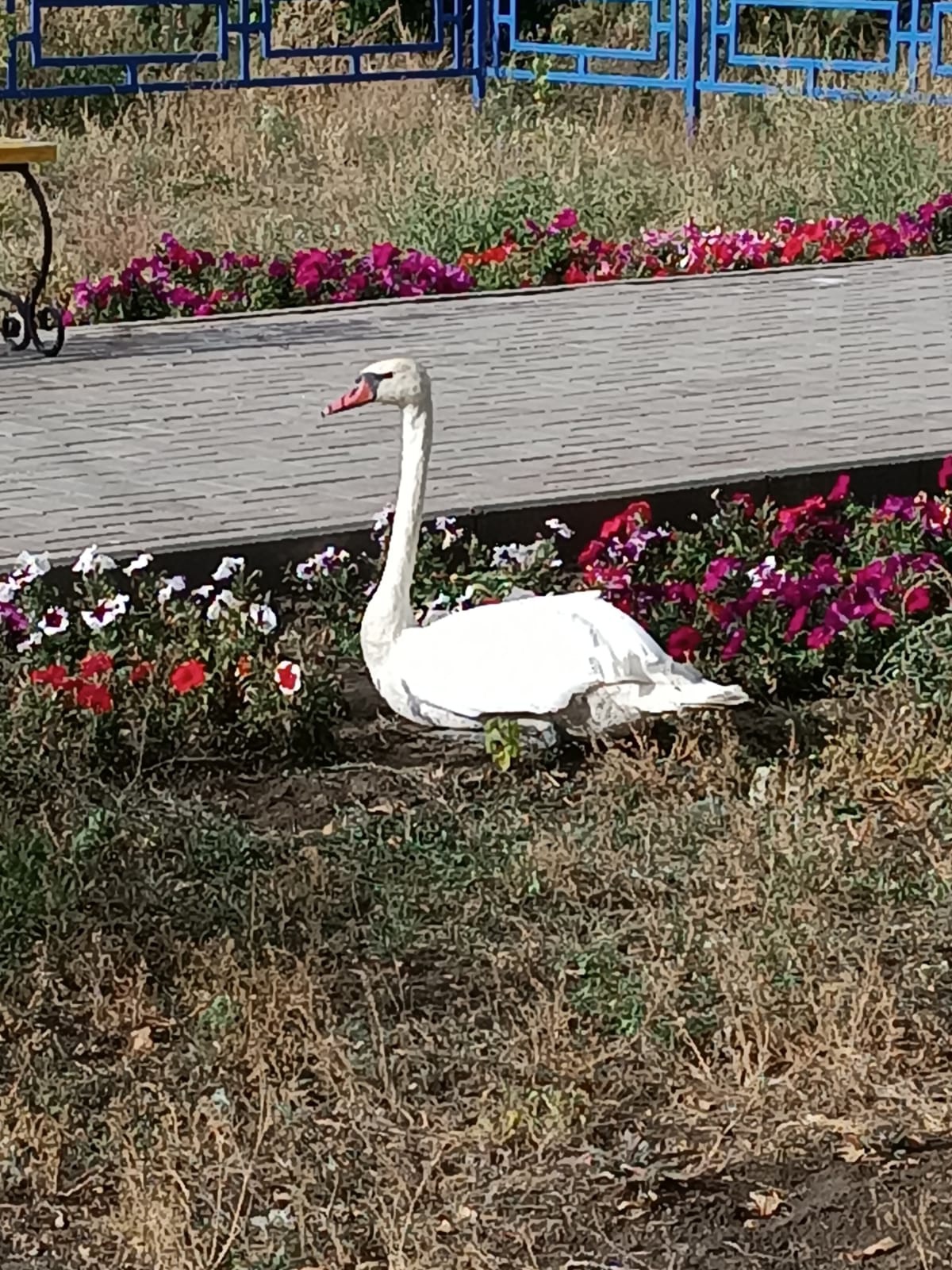 Ákimdi panalaǵan aqqý