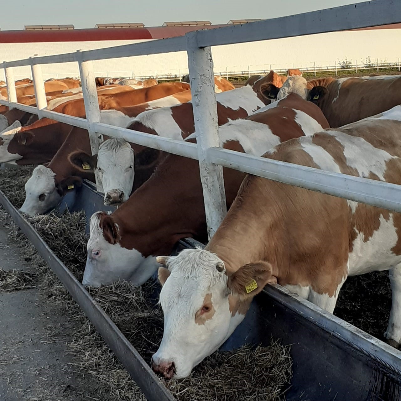 Azamatyna qarap, aýylyn tany