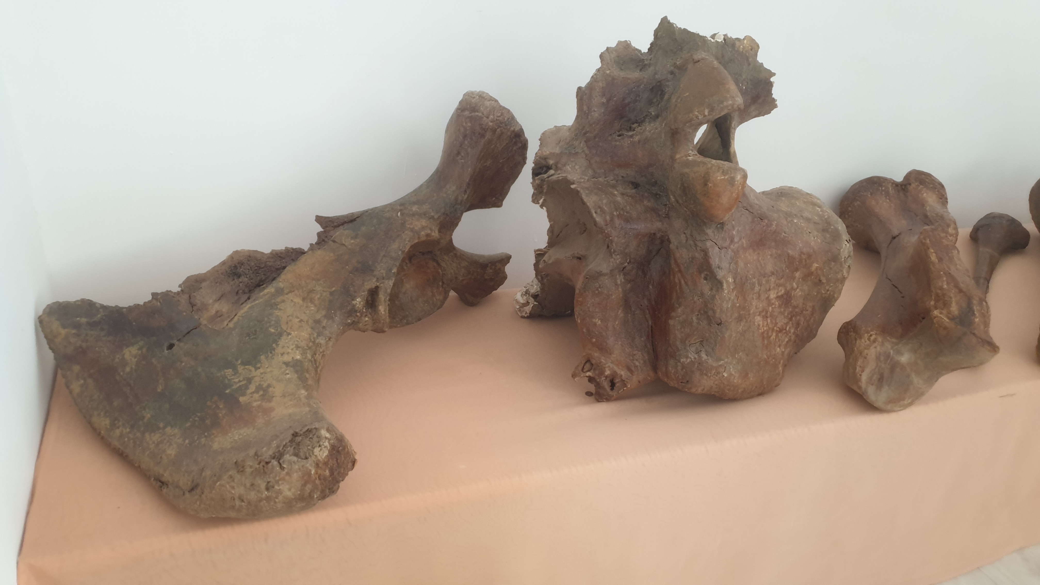 Mýzeıdegi mamont súıegi