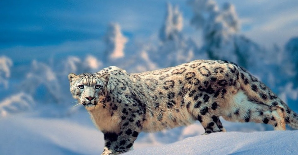 Ile Alataýyn jaılaǵan ilbis