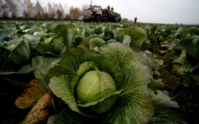 Qyryqqabattan taryqpaıdy