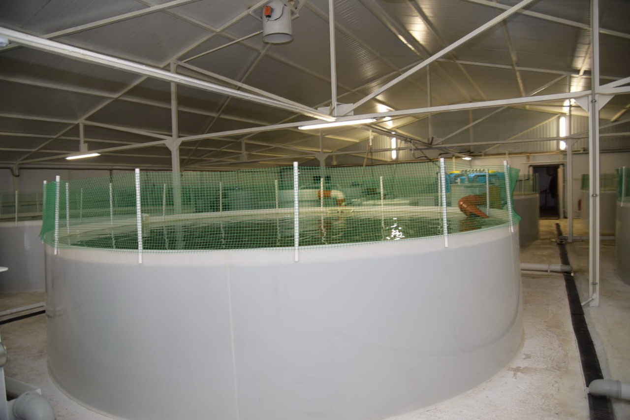 Babyn tapsań, balyqqa kenelesiń