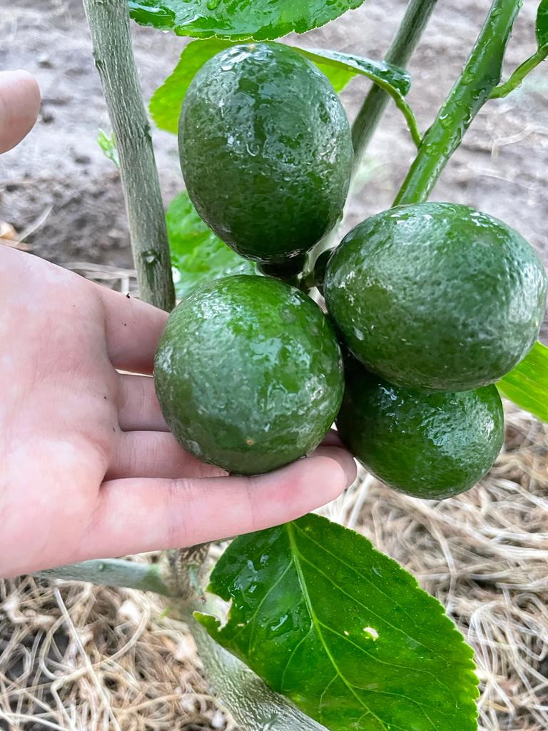 Sıtrýs jemisterin ósiredi