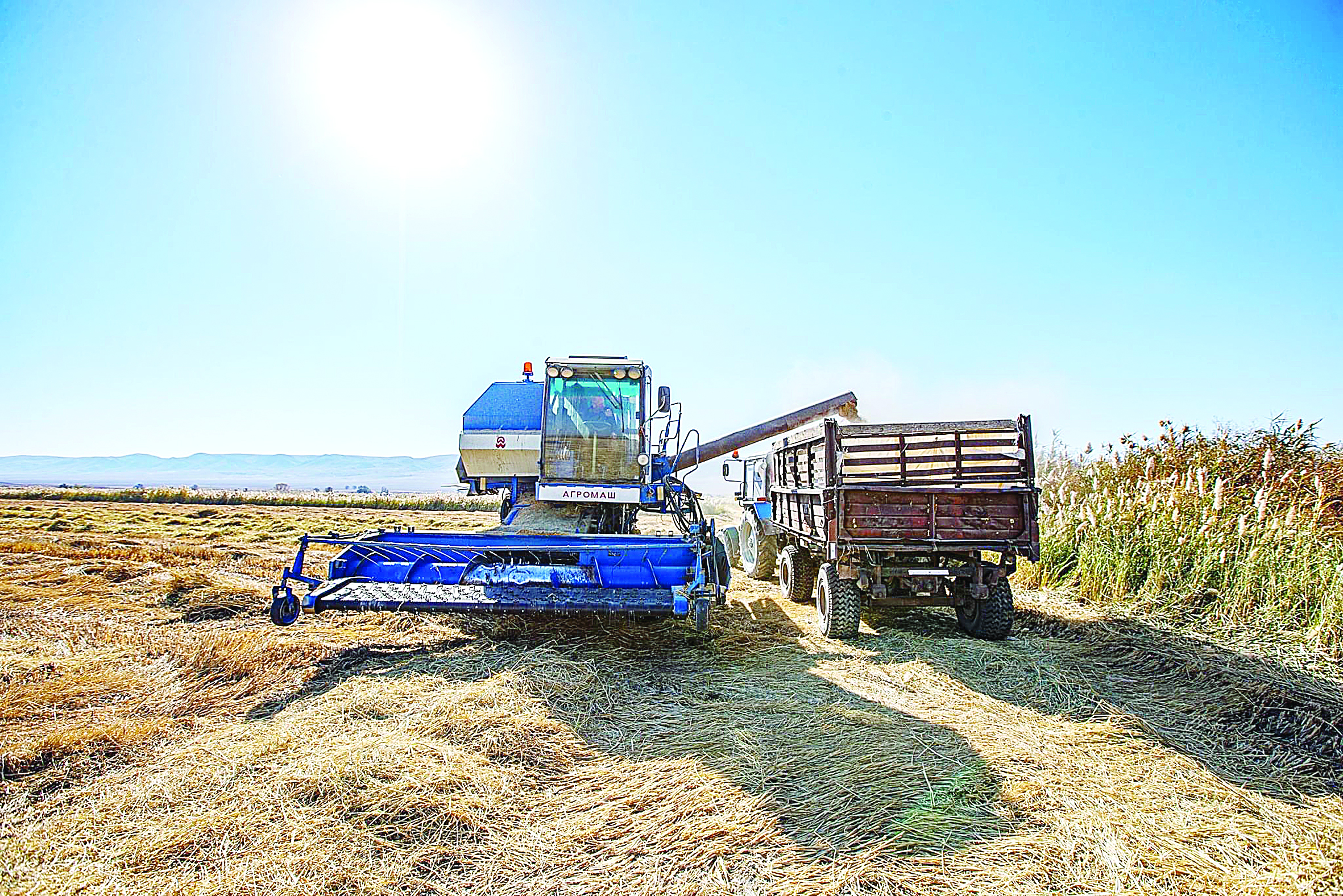 Qaratalda kúrish bitik shyqty