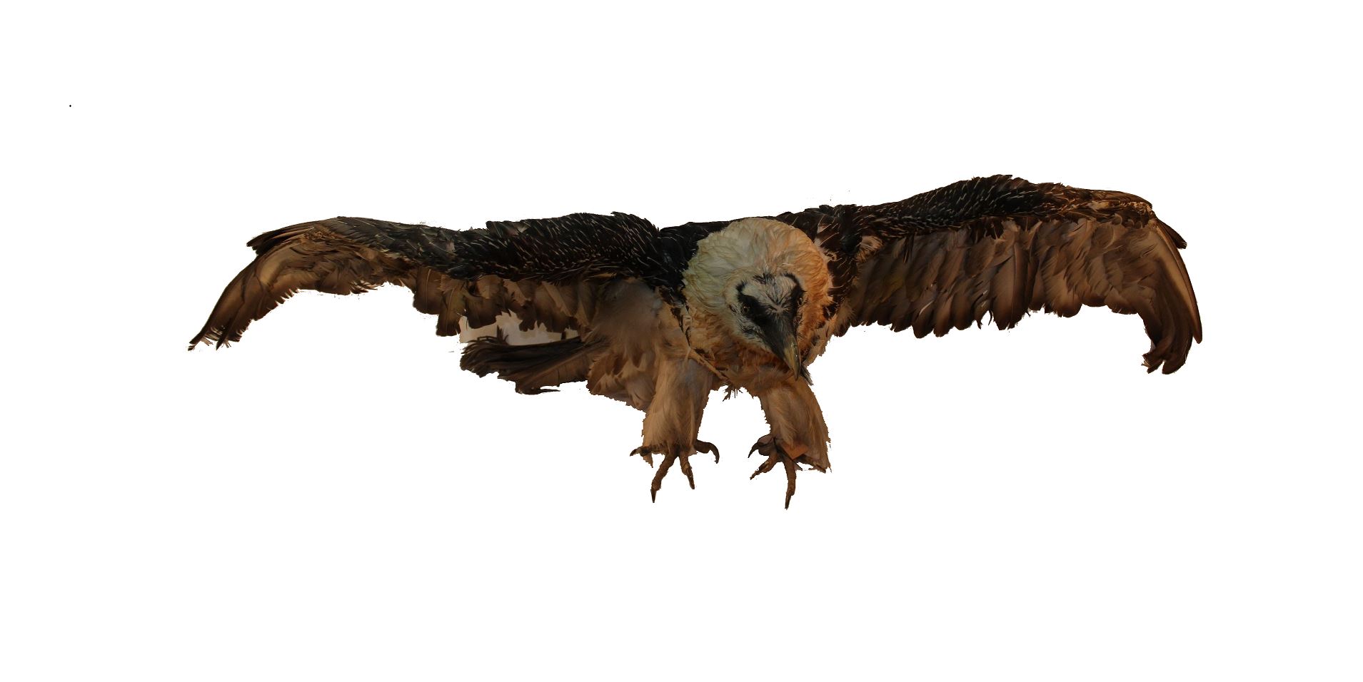 Qumaı deıtin bir qus bar...