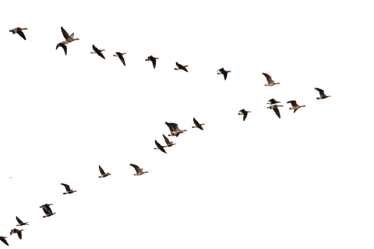 Qarasha qazdar qaıtqanda