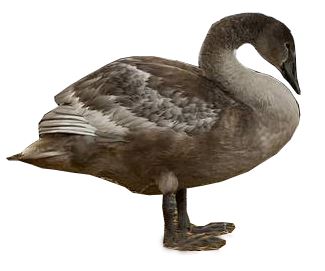 Qystap qalǵan aqqý