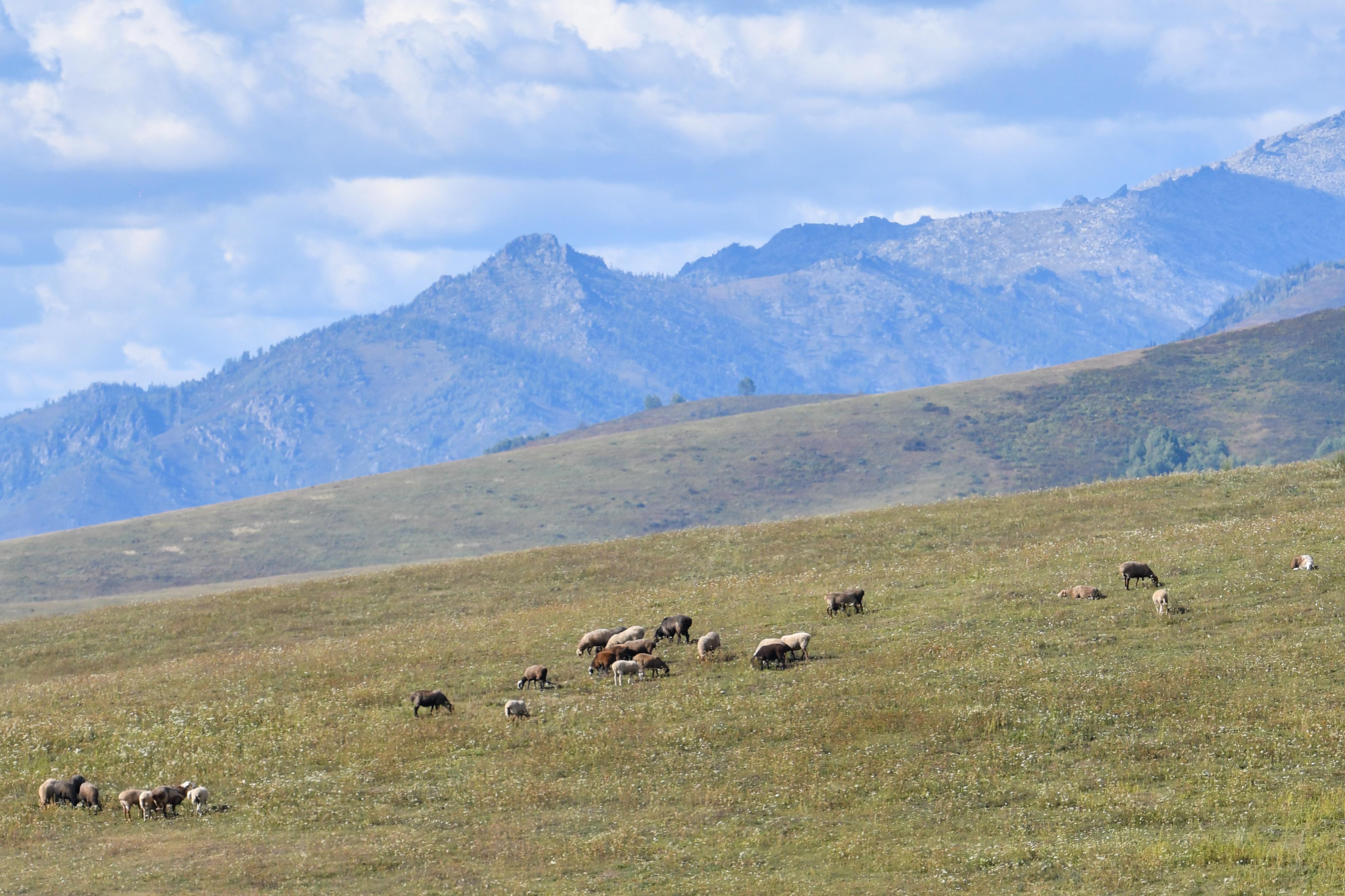 Baqpaǵanǵa mal bitpes