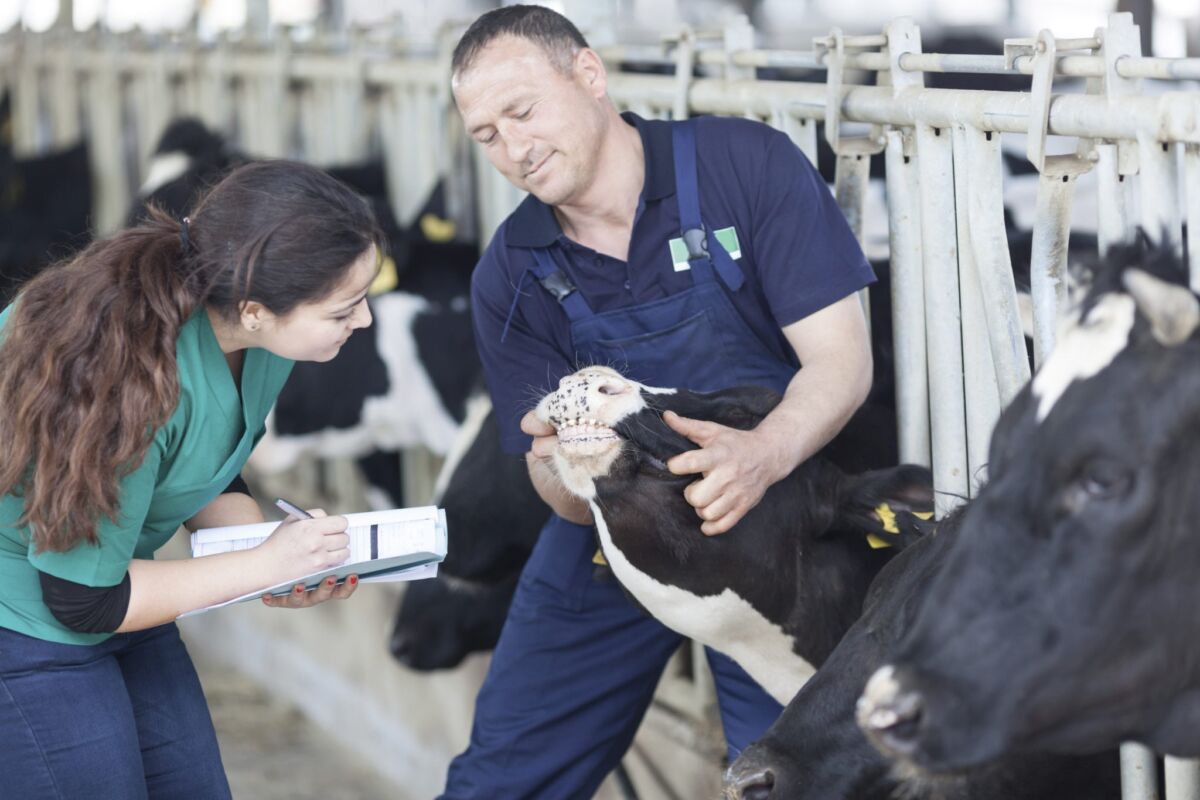 Veterınarlyq qaýipsizdik máselesi