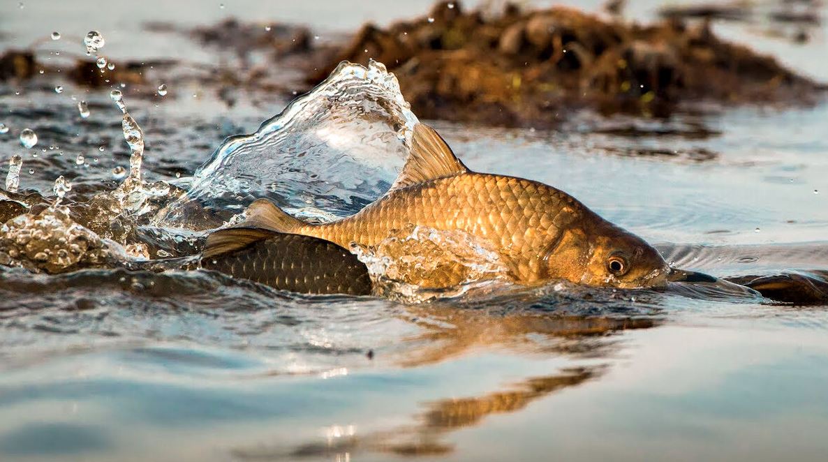 Balyqqa da bap kerek