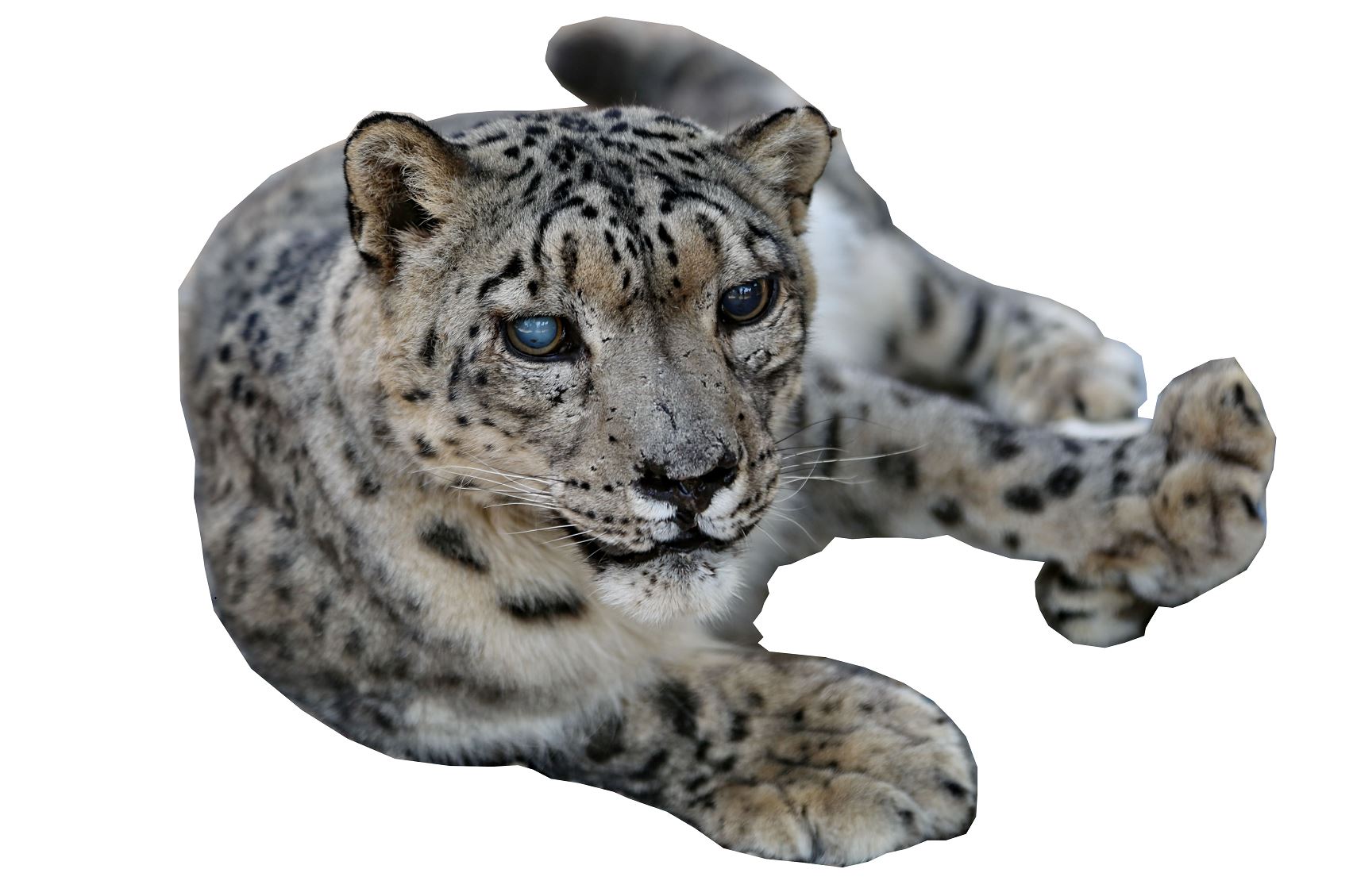 Janarsyz barys jáýteńdeıdi nemese kıeli ańnyń obaly kimge?