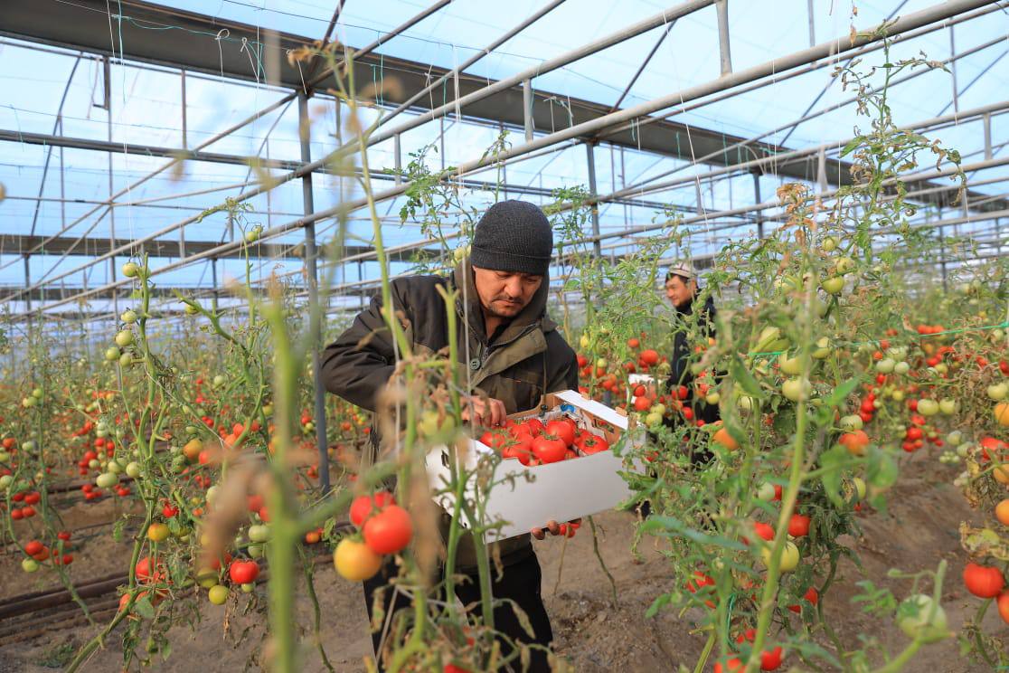 Qanatqaqty jobanyń jemisi