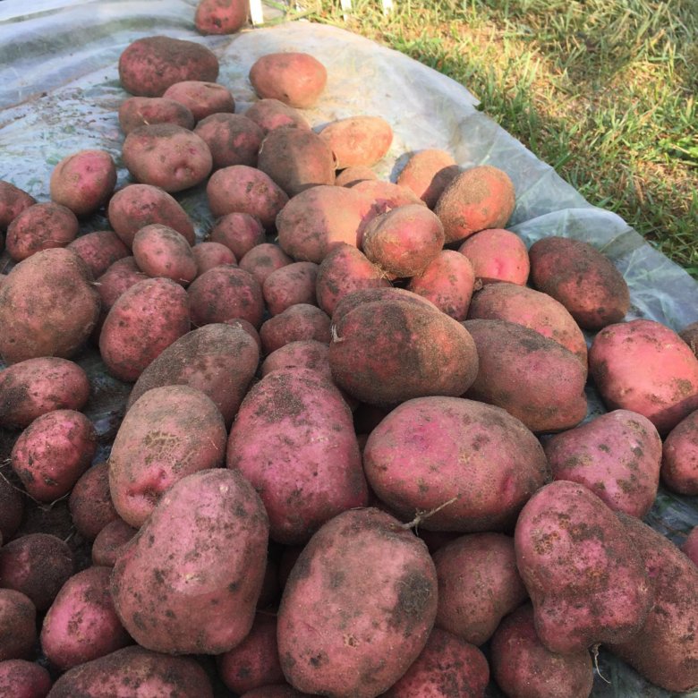 Qoǵalynyń qyzyl kartoby qaıda?