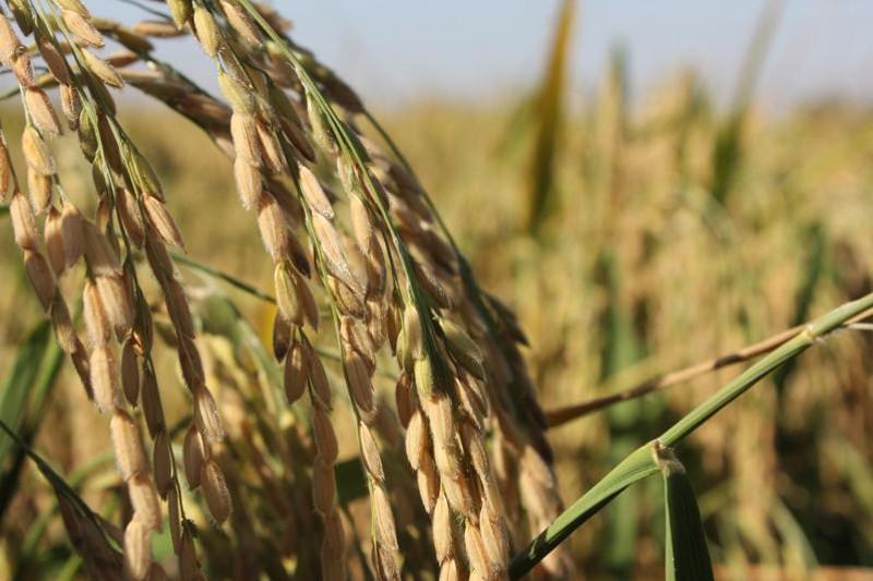 Kúrishten taryqpaımyz