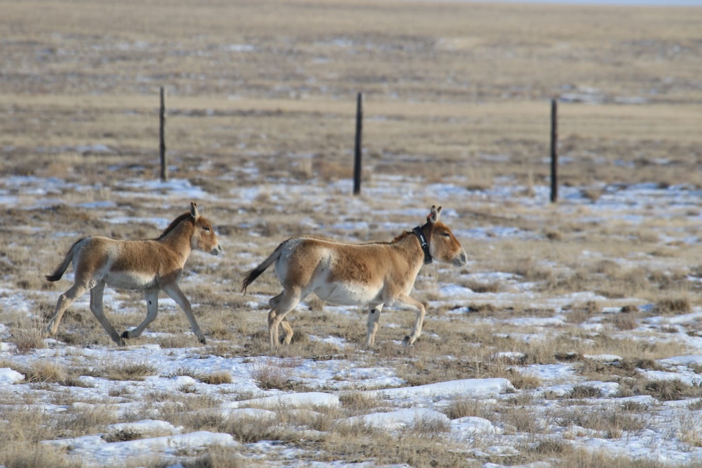 Quba jonda qulan jortar kún qaıda?