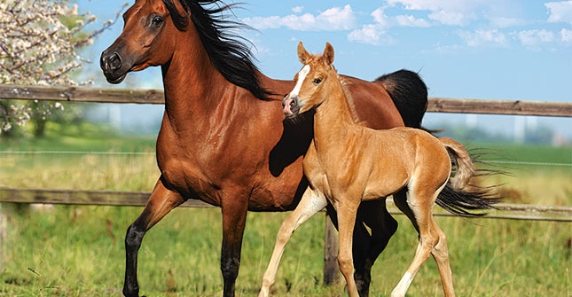 Tórt bıeden bastalǵan bıznes