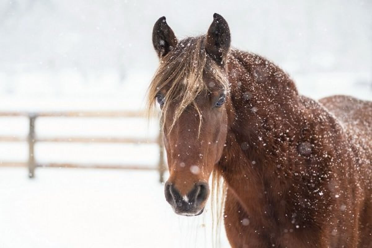 Qarýlanǵan urylar ustaldy