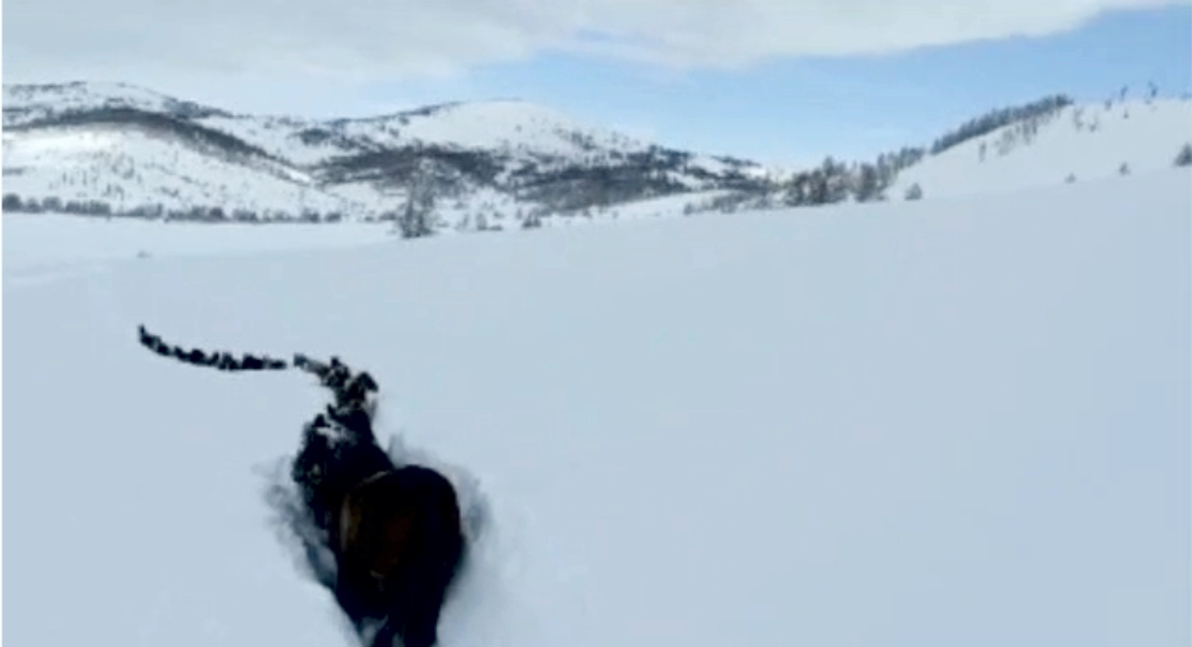 Qalyń qarda qalaı jan saqtaıdy?