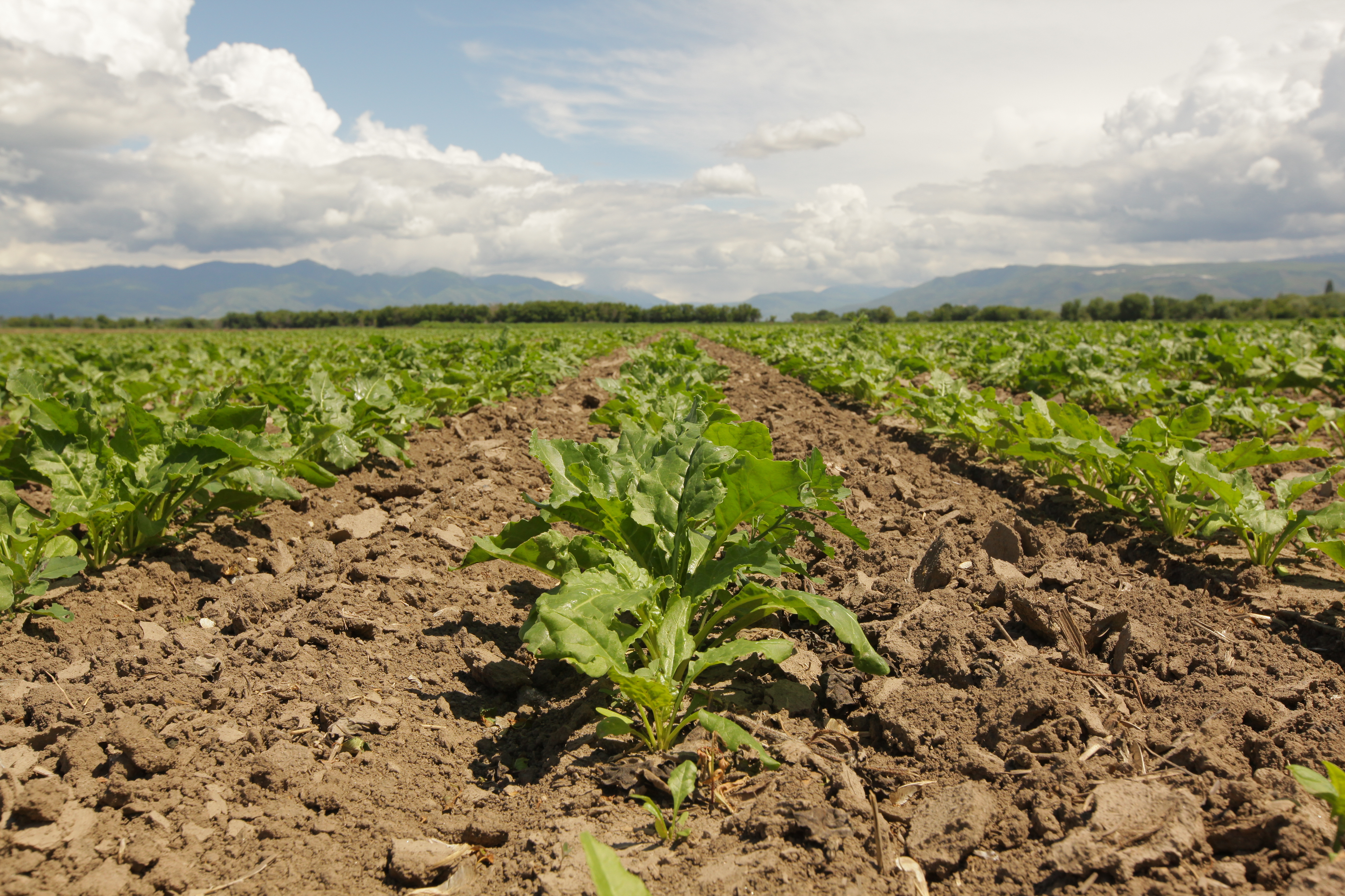 Qyzylshaǵa – iskerlik kózqaras