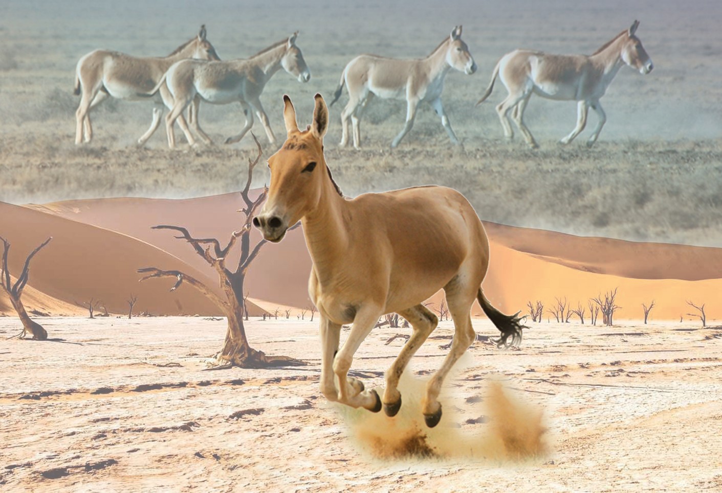 Dombaıdy qashanǵy «qulan» deımiz?