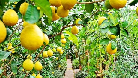 Saryaǵashtyq baǵban lımon ósirip, tabys taýyp otyr