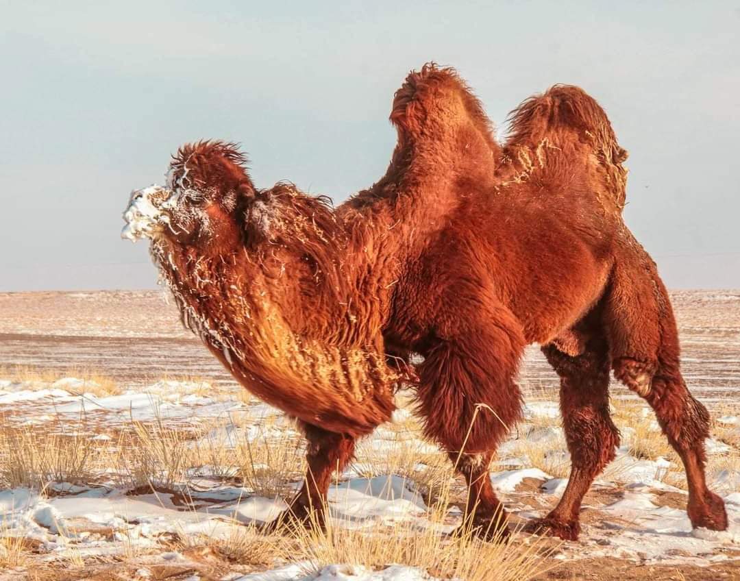 «Qańtardaǵy býradaı azý tisin qaıraǵan»