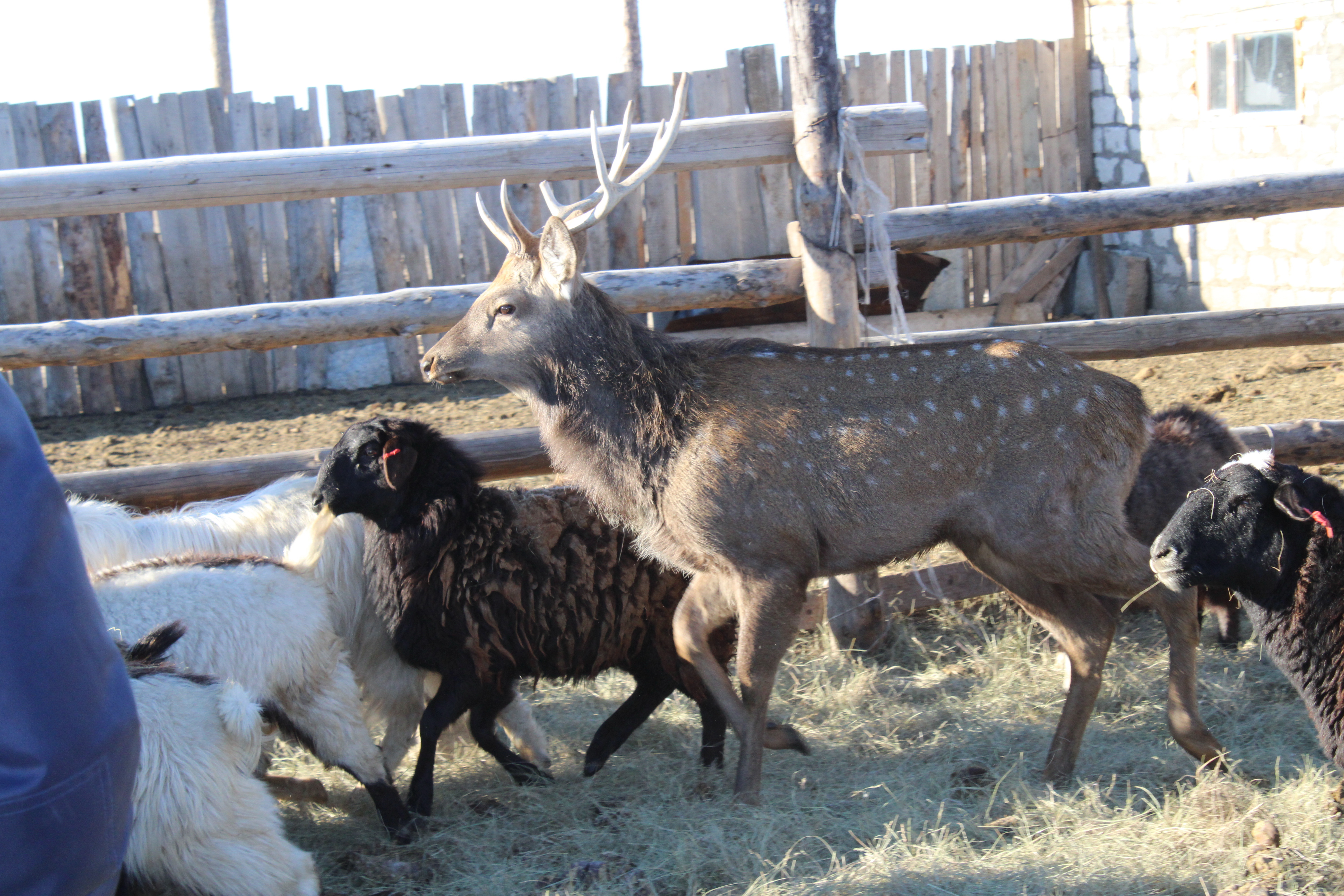 Qoı ishinde buǵy júr...