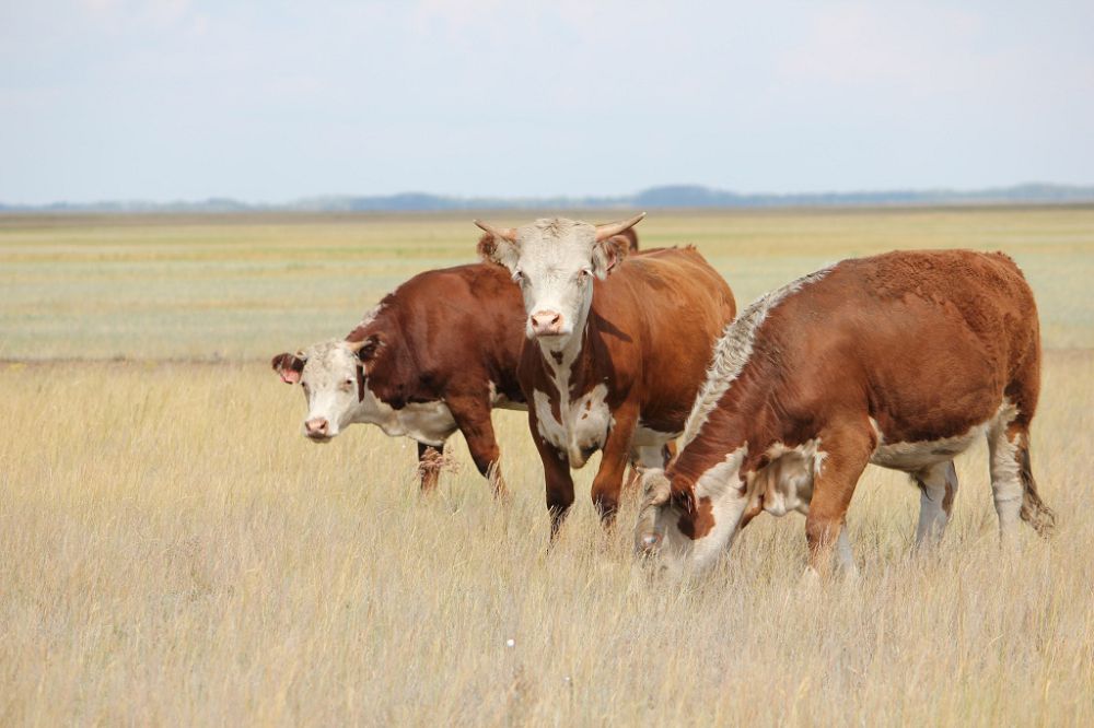 Qaıratty erge baq turar