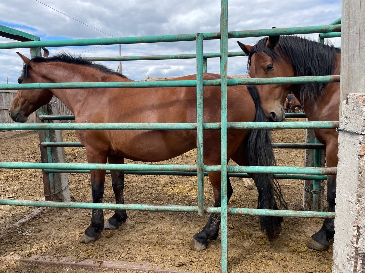 Taý turpatty tulparlar