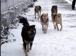 Itke syrǵa ne kerek?