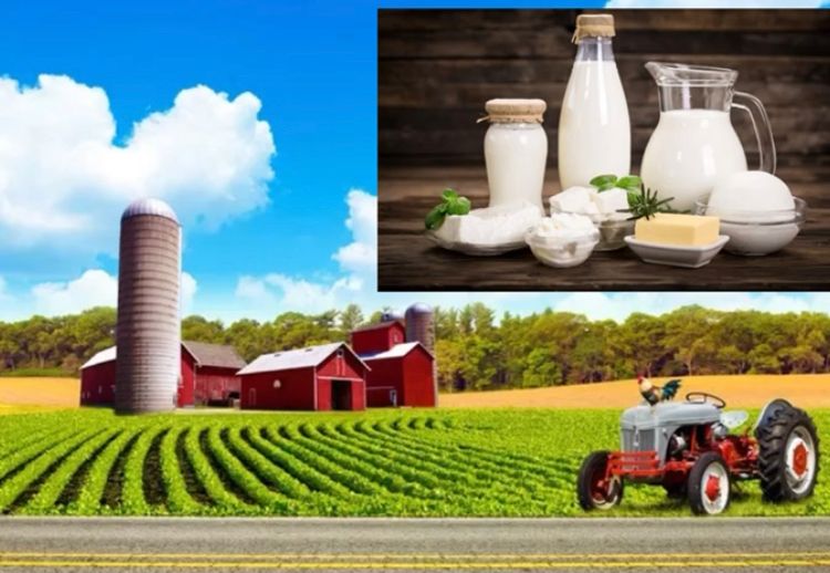 Qostanaıda sút ónimderi fermasy salynady