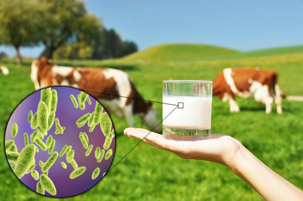 Brýsellezdiń belgileri qandaı?