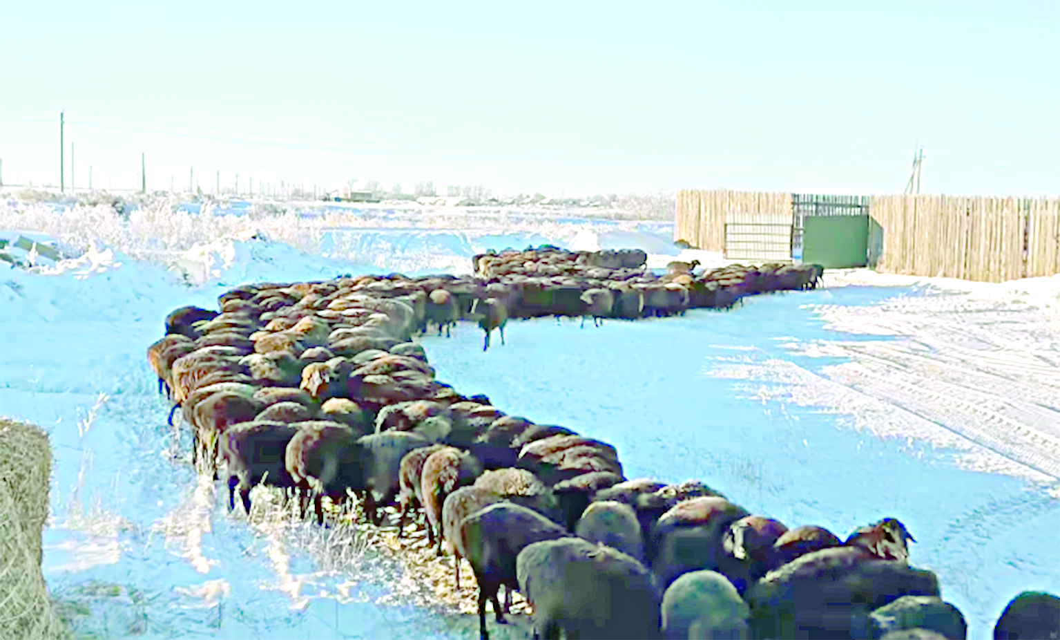 Qazaq qoıynyń bási bólek