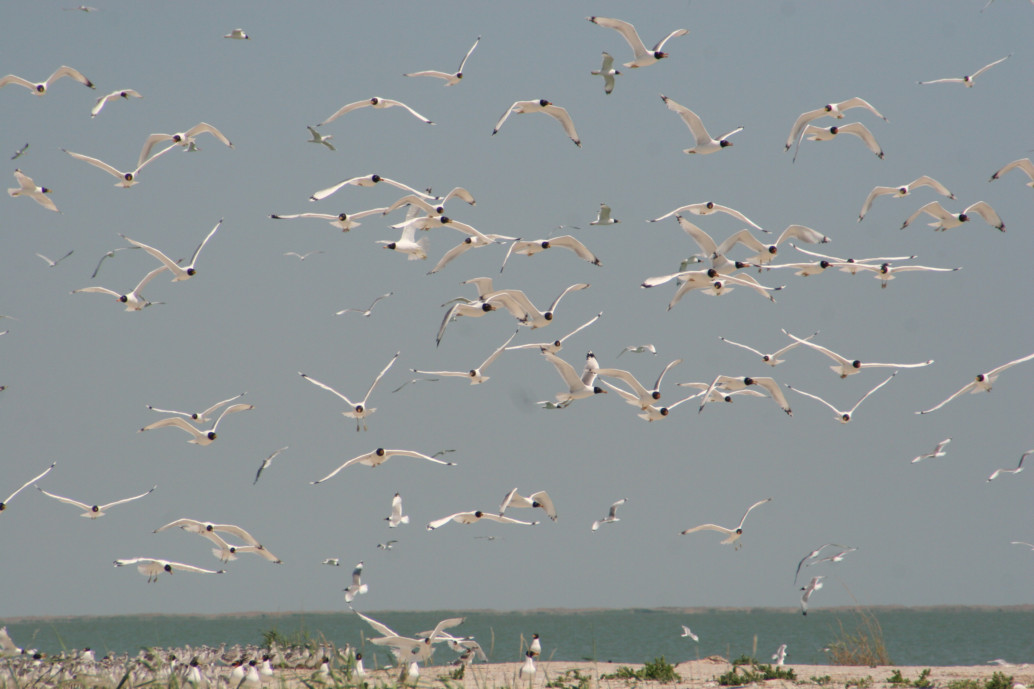 Qus bazaryn tarqatpaǵan qoryq