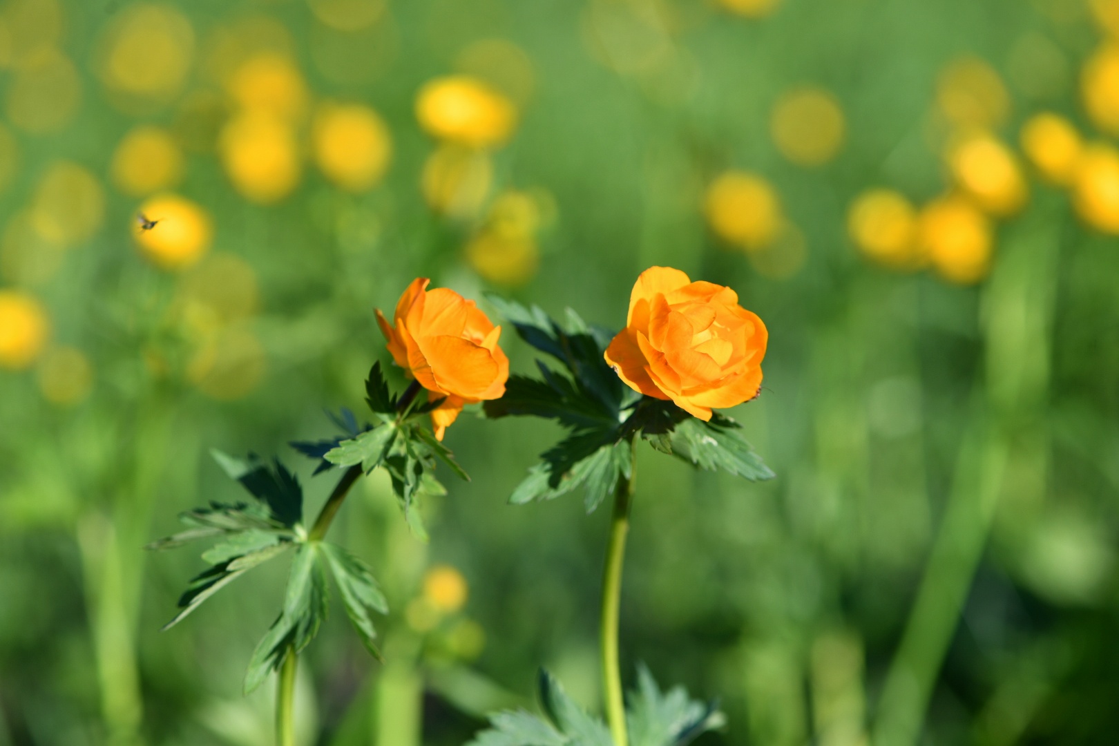 Dala ósimdikteri  erekshe qorǵaýǵa zárý