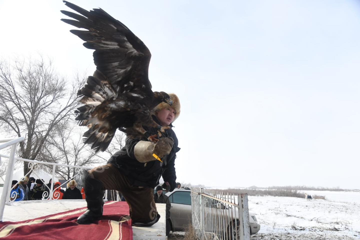 Qansonarda búrkitshi shyǵady ańǵa...