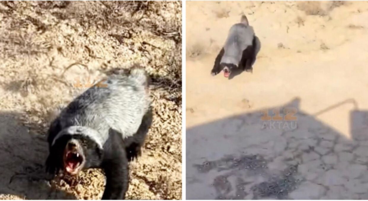 Mańǵystaý dalasynda sırek kezdesetin janýar vıdeoǵa túsip qaldy