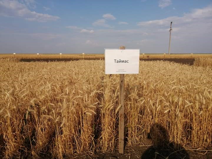 Bıdaıdyń jańa surpy