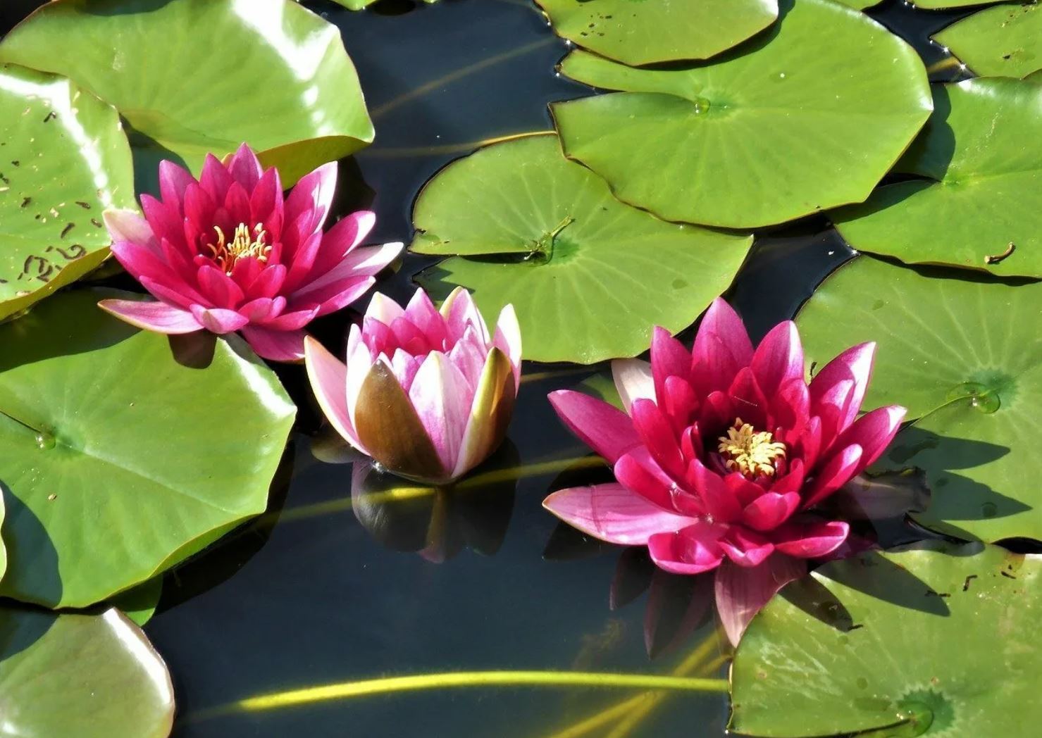 Lotosty kórgen de armanda, kórmegen de armanda