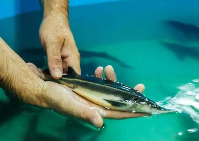 Balyq ónimderin ulǵaıtýdyń jalǵyz balamasy – akvaósirý