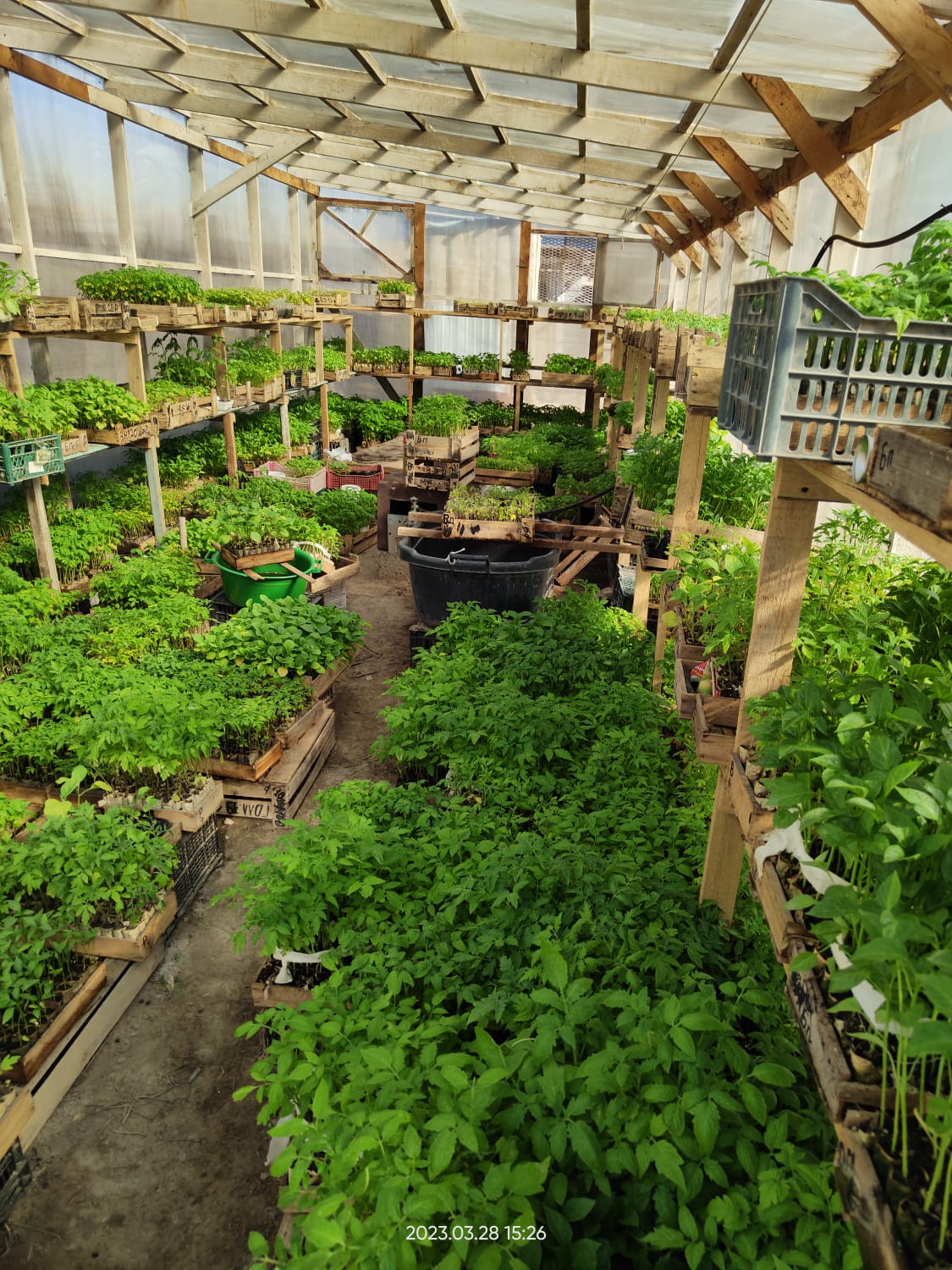 Jylyjaıda esirtki ósirgen qyzylordalyq ustaldy